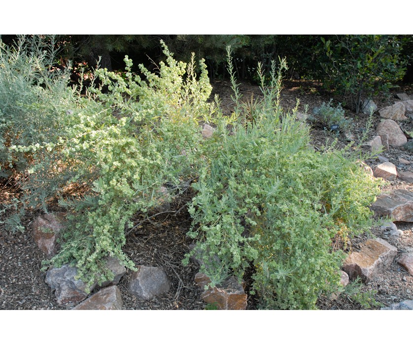 Saltbush
